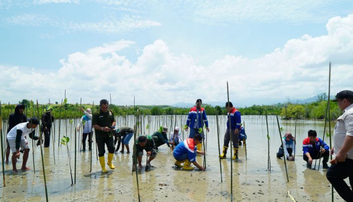 Pertamina Sulawesi Tanam 1.000 Bibit Mangrove di Cagar Alam Panua: Langkah Nyata Melindungi Lingkungan dan Memberdayakan Masyarakat