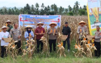 Kapolres Gorontalo Tegaskan Komitmen Kawal Produktivitas Jagung Dukung Swasembada Pangan