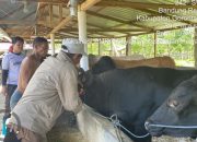 Dinas Peternakan Kabupaten Gorontalo Perketat Pengawasan Hewan Kurban Jelang Idul Adha