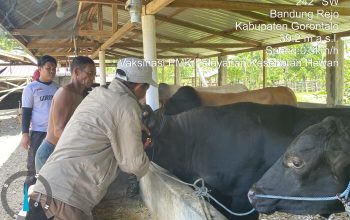 Dinas Peternakan Kabupaten Gorontalo Perketat Pengawasan Hewan Kurban Jelang Idul Adha