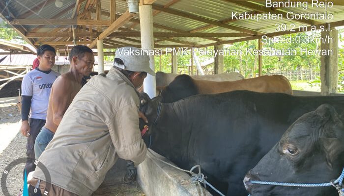 Dinas Peternakan Kabupaten Gorontalo Perketat Pengawasan Hewan Kurban Jelang Idul Adha