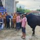 Bupati Gorontalo Serahkan Sapi Kurban Presiden Prabowo, Bobot Capai 1 Ton