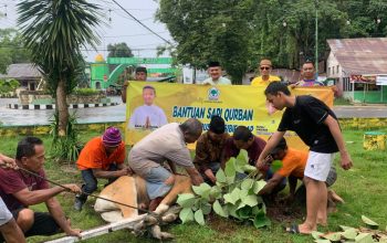 Idul Adha Makin Meriah, 2 Sapi dari Golkar Kabgor Jadi Berkah untuk Rakyat