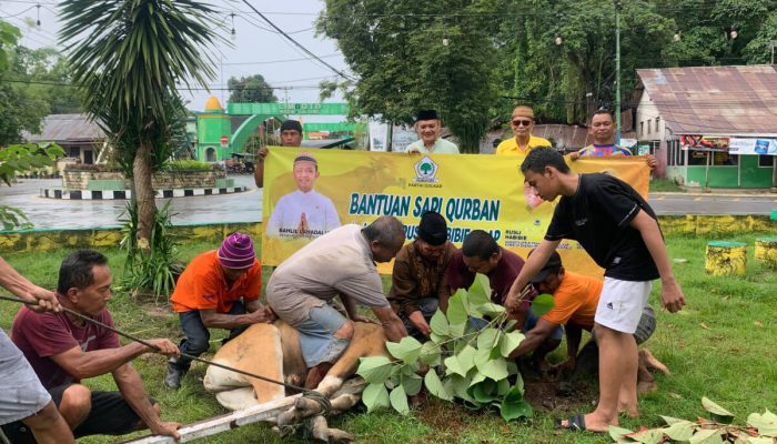 Idul Adha Makin Meriah, 2 Sapi dari Golkar Kabgor Jadi Berkah untuk Rakyat