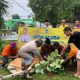 Idul Adha Makin Meriah, 2 Sapi dari Golkar Kabgor Jadi Berkah untuk Rakyat