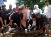 Berbagi di Idul Adha, Wabup Bone Bolango Sembelih Sapi Kurban untuk Warga