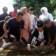 Berbagi di Idul Adha, Wabup Bone Bolango Sembelih Sapi Kurban untuk Warga