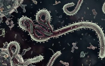 Darurat Ebola, Kemenkes Tingkatkan Kewaspadaan di Pintu Masuk Indonesia