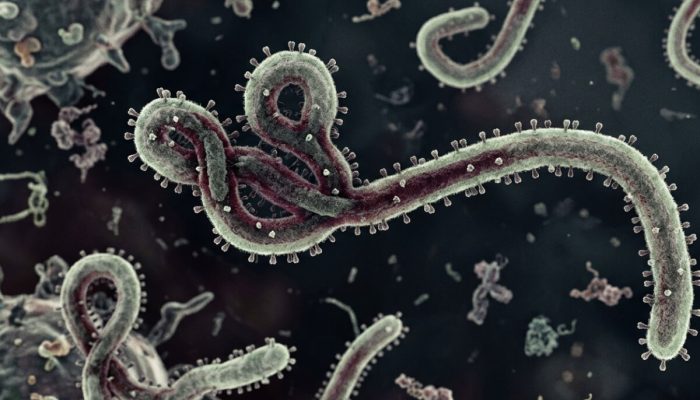 Darurat Ebola, Kemenkes Tingkatkan Kewaspadaan di Pintu Masuk Indonesia