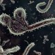 Darurat Ebola, Kemenkes Tingkatkan Kewaspadaan di Pintu Masuk Indonesia