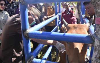 Siasati Anggaran Terbatas, Bupati Sofyan Puhi Genjot Populasi Sapi dengan Optimalisasi Reproduksi dan Non-Reproduksi