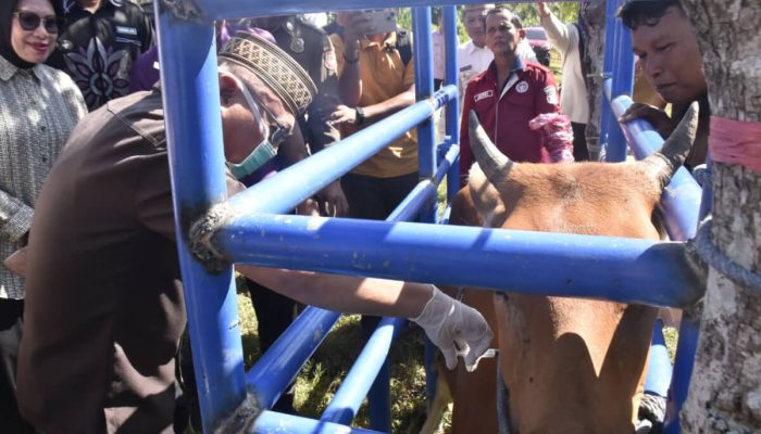 Siasati Anggaran Terbatas, Bupati Sofyan Puhi Genjot Populasi Sapi dengan Optimalisasi Reproduksi dan Non-Reproduksi