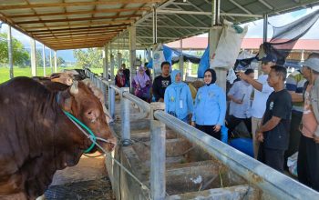 Dari Karantina Hingga Kampung Ternak, Rahmijati: Peternak Gorontalo Harus Sejahtera