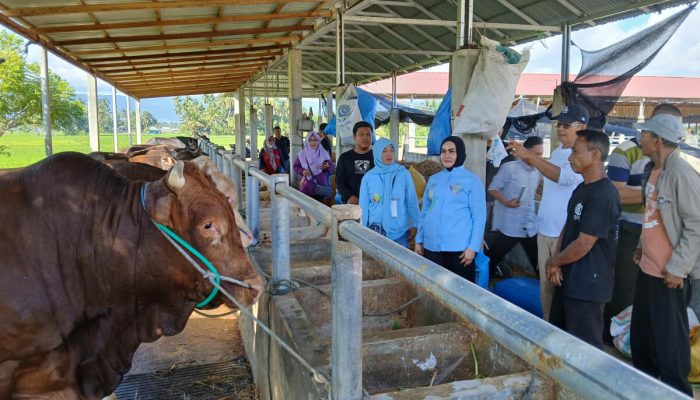 Dari Karantina Hingga Kampung Ternak, Rahmijati: Peternak Gorontalo Harus Sejahtera