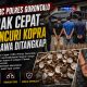 Gerak Cepat Tim URC Polres Gorontalo, 4 Pencuri Kopra di Tibawa Ditangkap
