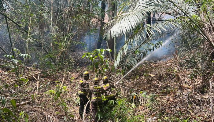 Gerak Cepat Tim Gabungan, Kebakaran Lahan di Desa Alale Berhasil Dipadamkan