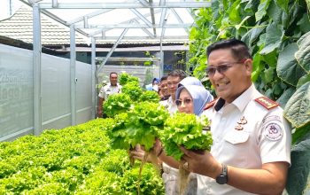 Baru 25 Hari, Greenhouse Lapas Gorontalo Sudah Panen: Dari Selada hingga Melon